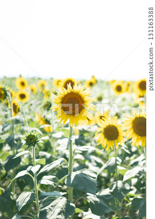[Kasaoka City, Okayama Prefecture] Sunflowers 131163388