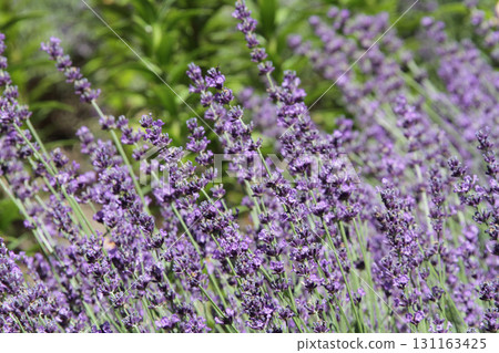 Lavender field Lavender Furano Lavender field Lavender Furano 131163425