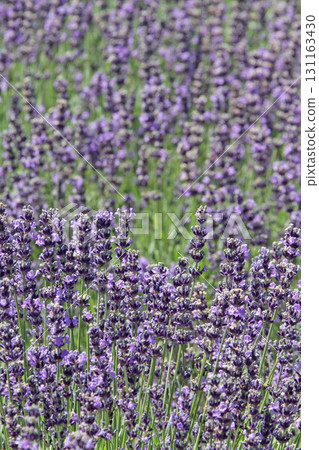 薰衣草田薰衣草富良野 131163430