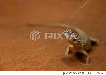 The Central Netted Dragon is nature animal in australia The Central Netted Dragon is nature animal in australia 131163537