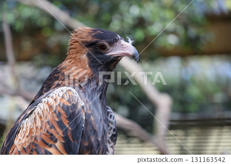The black breasted buzzard is predator in nature at australia The black breasted buzzard is predator in nature at australia 131163542