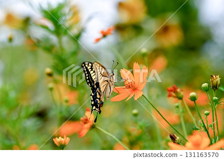 黃燕尾吸吮基巴納波斯菊的花蜜 黃燕尾吸吮基巴納波斯菊的花蜜 131163570