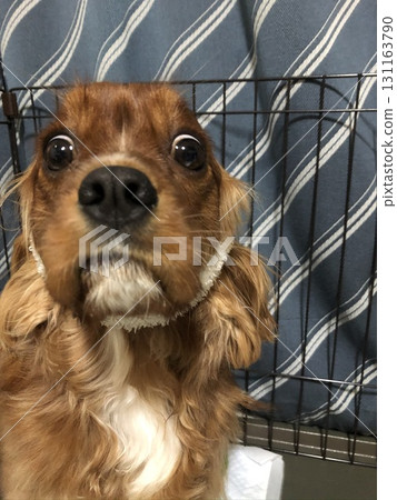 Cavalier's daily life 131163790