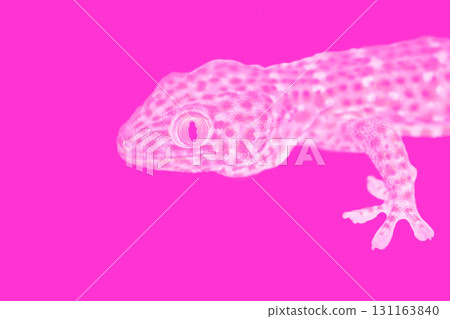 Photo manipulations of pink gecko on pink background Photo manipulations of pink gecko on pink background 131163840