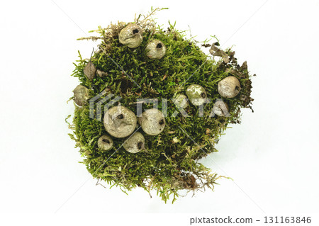 Puffball Fungus Mushrooms on Green Moss Background Isolated on White Background Surface Puffball Fungus Mushrooms on Green Moss Background Isolated on White Background Surface 131163846