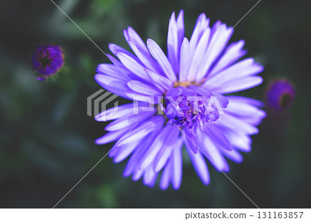 Purple flower blossom macro background 131163857