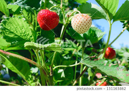 Red and White Hanging Strawberries Surrounded with Green Leafs and Enlightened by Morning Sun 131163862