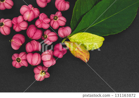 Red Cascade spindle blossoms 131163872