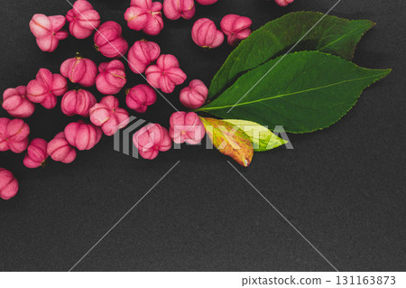 Red Cascade spindle blossoms 131163873