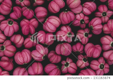Red Cascade spindle blossoms 131163874