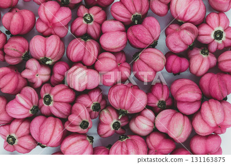 Red Cascade spindle blossoms Red Cascade spindle blossoms 131163875