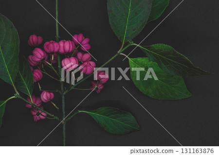 Red Cascade spindle tree twig Red Cascade spindle tree twig 131163876