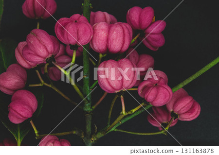 Red Cascade spindle tree twig 131163878