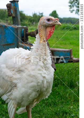 Red head white feathered turkey 131163885