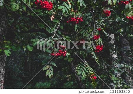 Red rowan berries on rowan tree 131163890