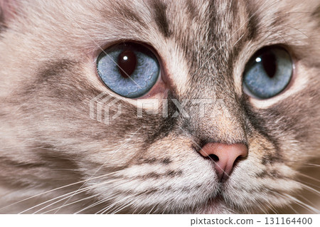 Siberian Neva Masquerade cat close-up portrait 131164400