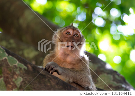 Portrait of sitting monkey on the tree in Thailand 131164411