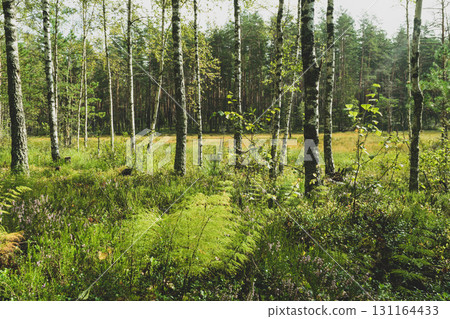 Marshes in old woods during morning time 131164433