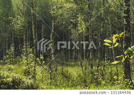 Marshes in old woods during morning time 131164436