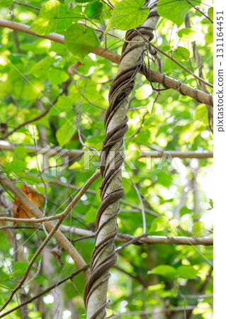 Tree twig wrappers up with liana root in greenery background Tree twig wrappers up with liana root in greenery background 131164451