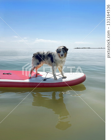 Aussie Australian Shepherd dog in blue marble color floats glove SUP board in sea Aussie Australian Shepherd dog in blue marble color floats glove SUP board in sea 131164536