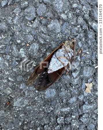 An exhausted cicada lying on the asphalt 131164570