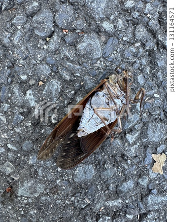 An exhausted cicada lying on the asphalt An exhausted cicada lying on the asphalt 131164571