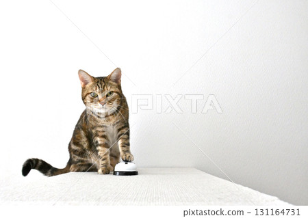 Unique cat moments: Receptionist-style bell-pressing shot 131164731