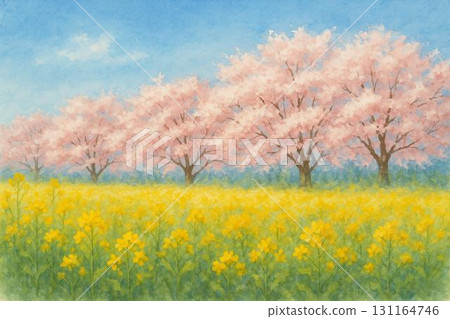 Spring blue sky cherry blossom rape blossom watercolor painting 131164746