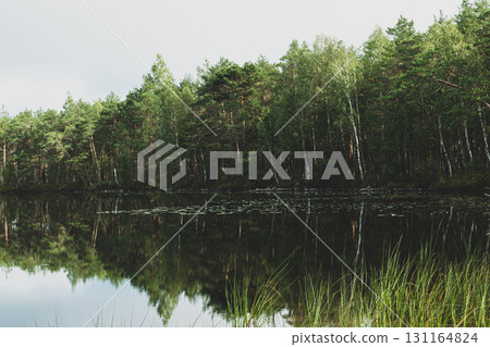 Wild lake in the middle of the woods 131164824