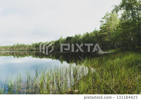 Wild lake in the middle of the woods 131164825