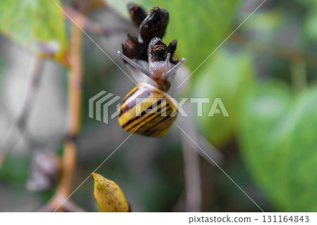 Yellow grove snail crawl on bush branch. Main camera focus on snails head 131164843