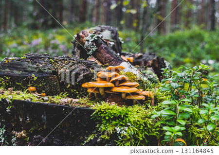 Yellow mushrooms growing on tree stump 131164845