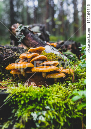 Yellow mushrooms growing on tree stump Yellow mushrooms growing on tree stump 131164846