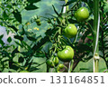 Young Unripe Green Tomato Growing in Greenhouse at Countryside 131164851