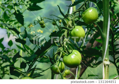 Young Unripe Green Tomato Growing in Greenhouse at Countryside 131164851