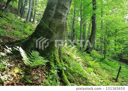 Old tree trunk, beech in Bieszczadzki National Park 131165650