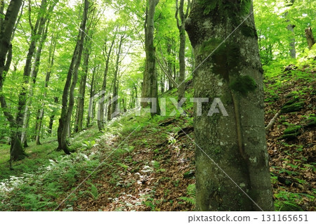 Beech forest in Bieszczady Mountains, Poland 131165651