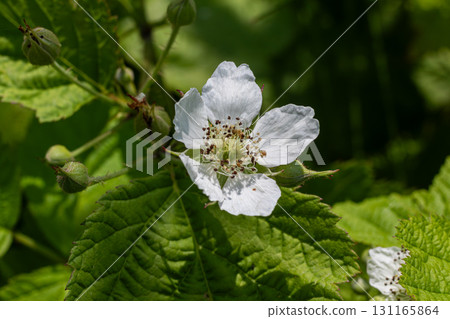 Flowering blackberry plant in vibrant green foliage during early summer showcasing delicate white blossoms in their natural habitat 131165864