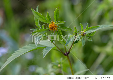 Bidens tripartita thriving in a lush environment showcasing vibrant yellow flowers and distinctive leaves during midday in a natural setting 131165866