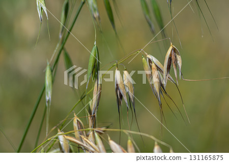 Wild oat plant Avena fatua displaying elongated seed pods in a natural environment during sunny weather in summer 131165875