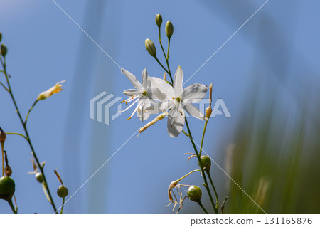 Branched St Bernard's-lily blooming under clear blue sky in a natural habitat showcasing delicate white flowers and green foliage 131165876