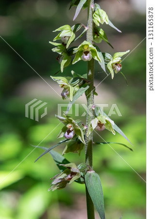 Violet Helleborine blooms in a serene woodland setting during late spring showcasing delicate pale green flowers amidst lush foliage 131165878