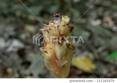 Yellow bird's-nest blooms from forest floor showcasing unique saprophytic characteristics in a shaded woodland habitat 131165879