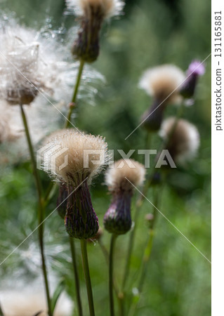 Cirsium arvense showcases beautiful thistle flowers and seeds in a vibrant green field under natural sunlight in mid-summer attracting pollinators and wildlife 131165881