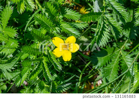 Bright yellow flower of Potentilla anserina blooming amidst lush green foliage in a natural setting during a sunny day in springtime 131165883