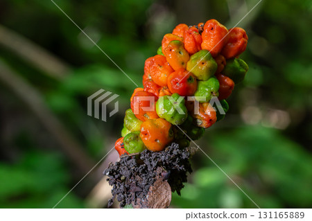 Cuckoo pint berries display vibrant colors and unique shapes in a lush green environment during late spring Cuckoo pint berries display vibrant colors and unique shapes in a lush green environment during late spring 131165889
