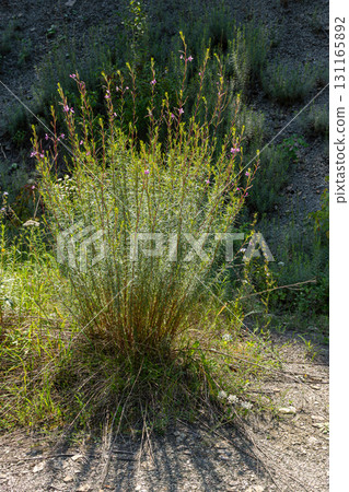 Native fireweed plant thrives in sunlight along the roadside showcasing vibrant blossoms and lush foliage in late summer 131165892