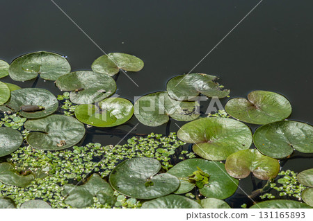 Floating greenery of Hydrocharis morsus-ranae thriving in a tranquil pond during a sunny day in summer creating a habitat for various aquatic life 131165893