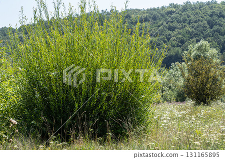 Bright green Salix caprea plants thrive in a natural setting surrounded by lush vegetation and rolling hills during a sunny day in early summer Bright green Salix caprea plants thrive in a natural setting surrounded by lush vegetation and rolling hills during a sunny day in early summer 131165895